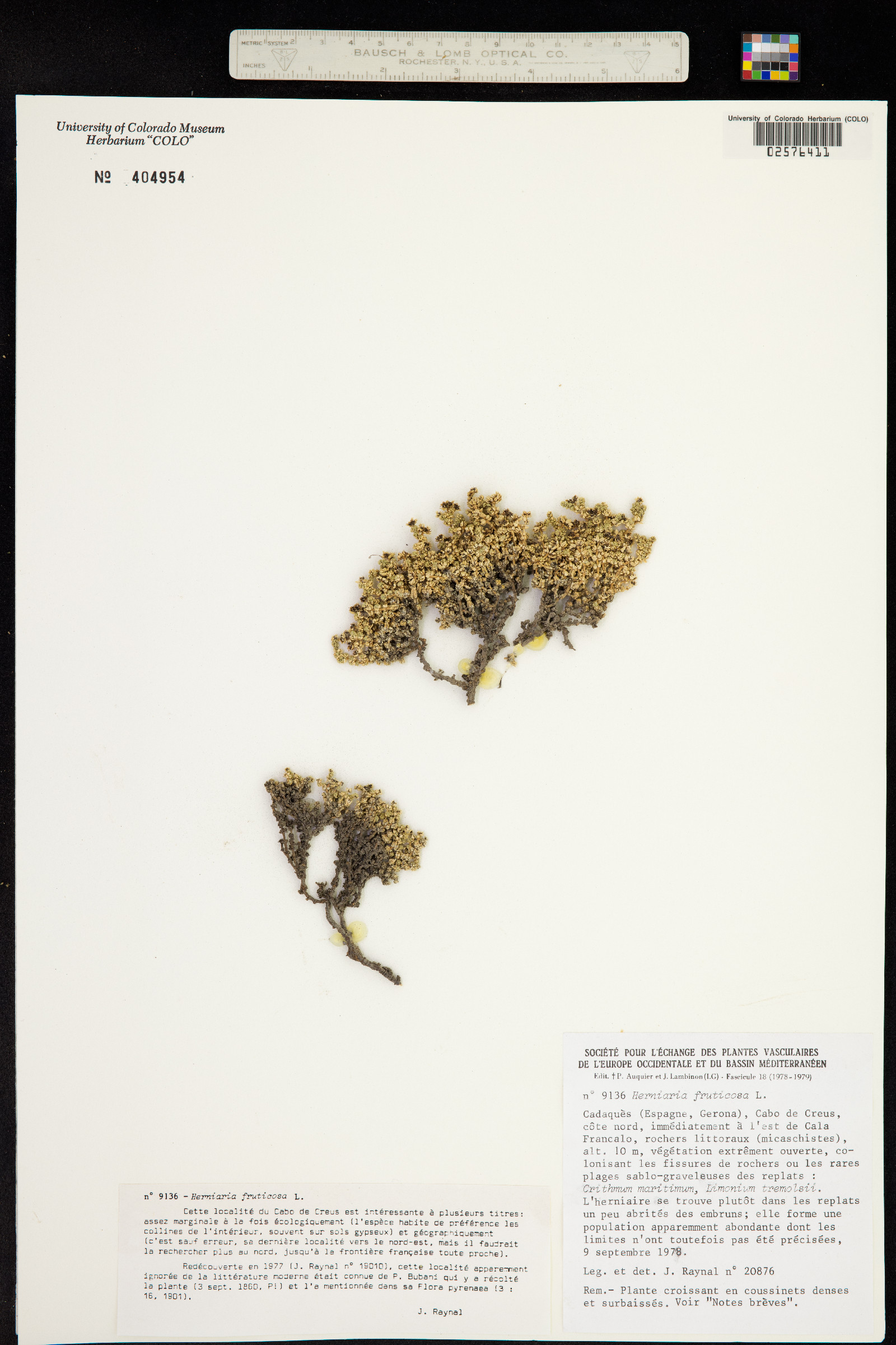 Herniaria fruticosa image