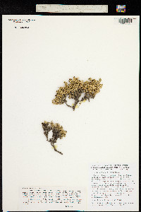 Image of Herniaria fruticosa