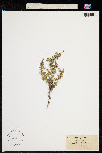 Image of Herniaria latifolia