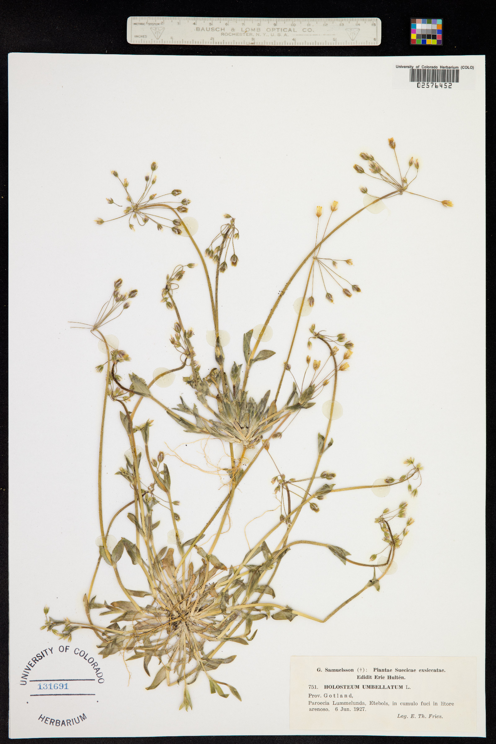 Holosteum umbellatum image