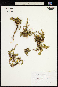 Herniaria incana image