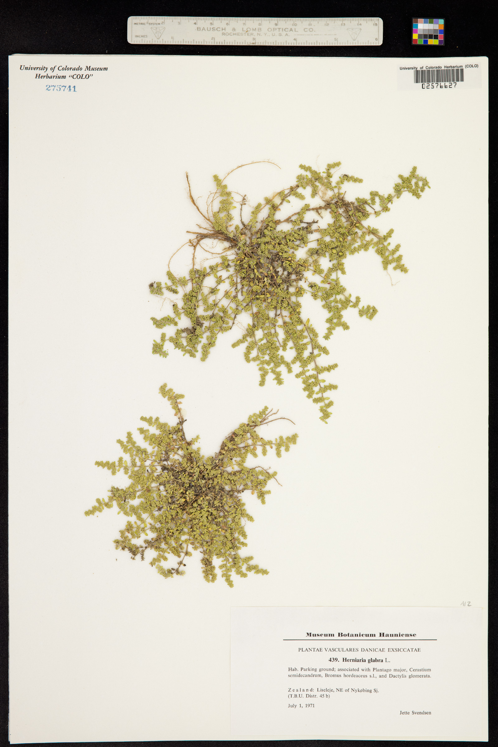 Herniaria glabra image