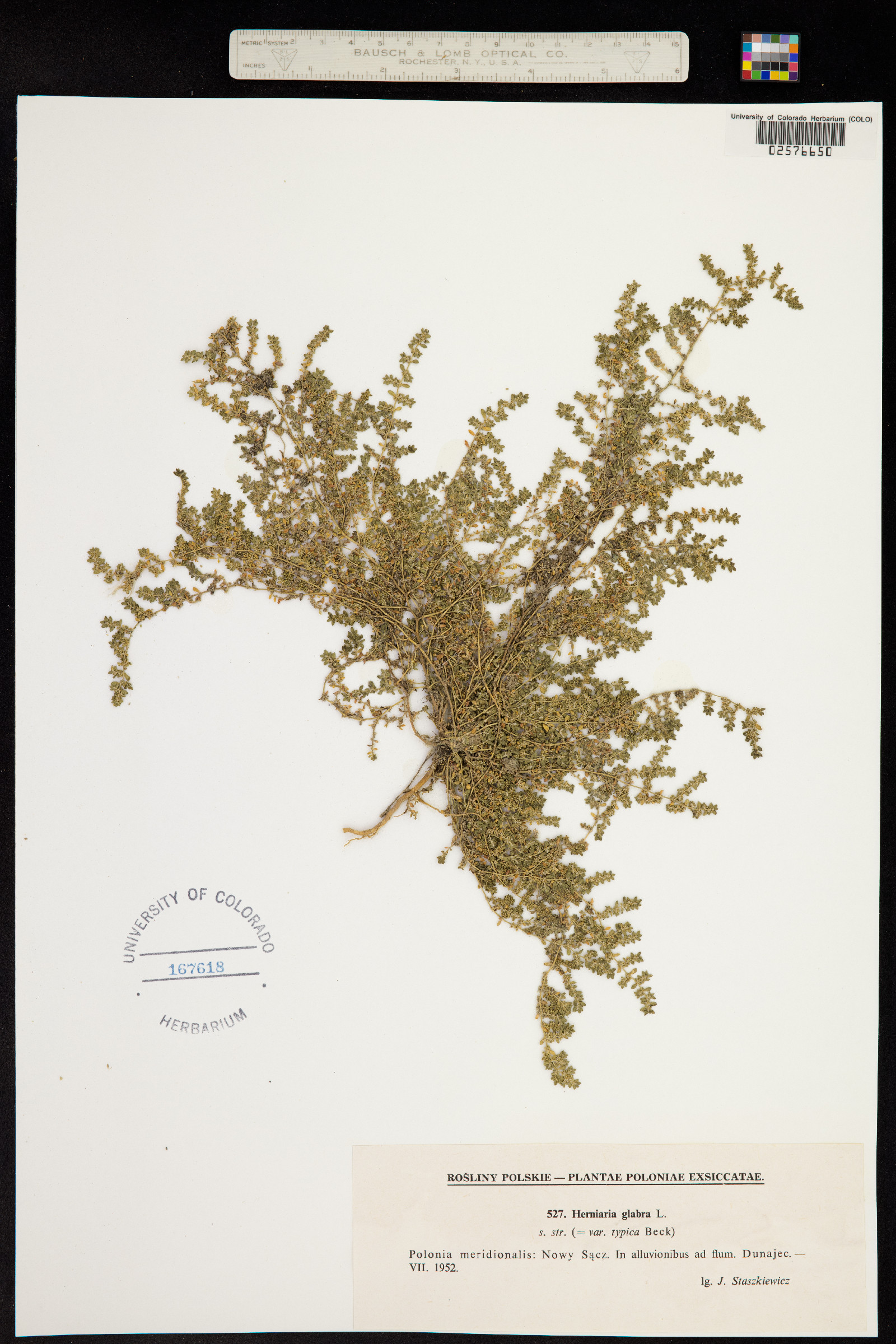 Herniaria glabra image