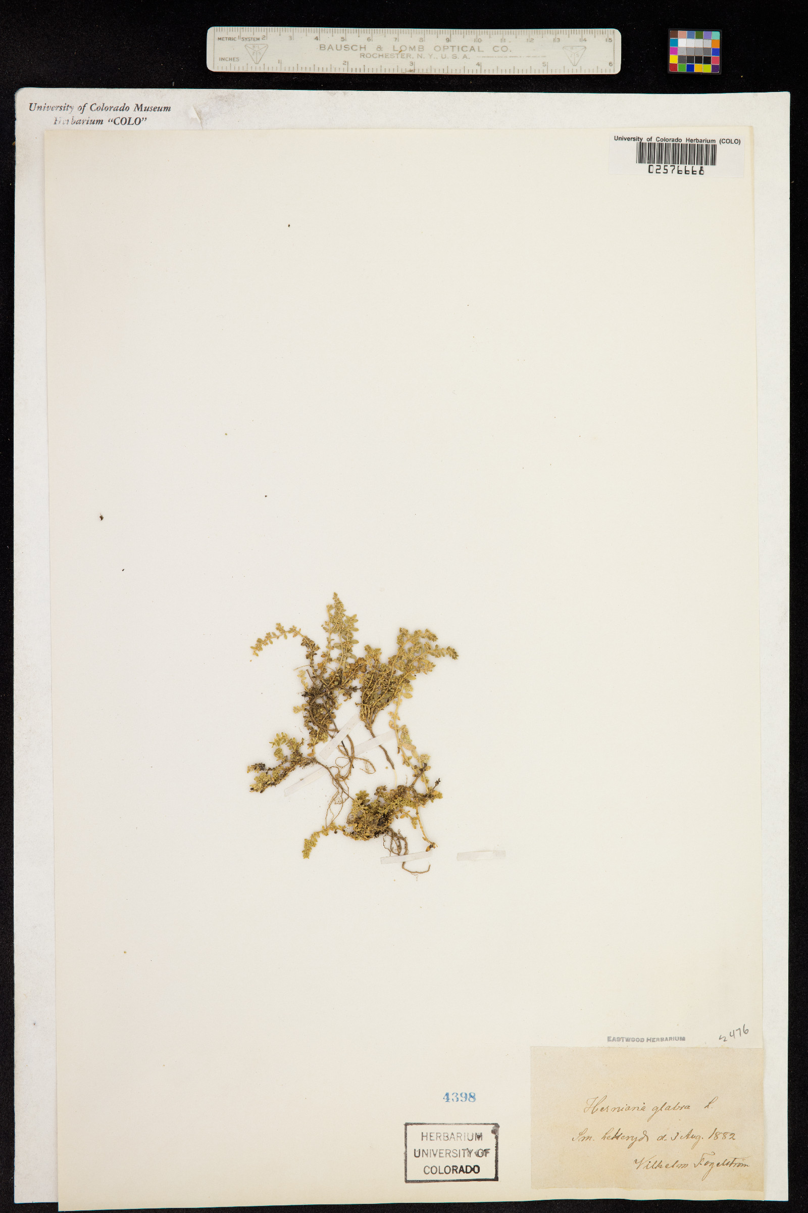 Herniaria glabra image