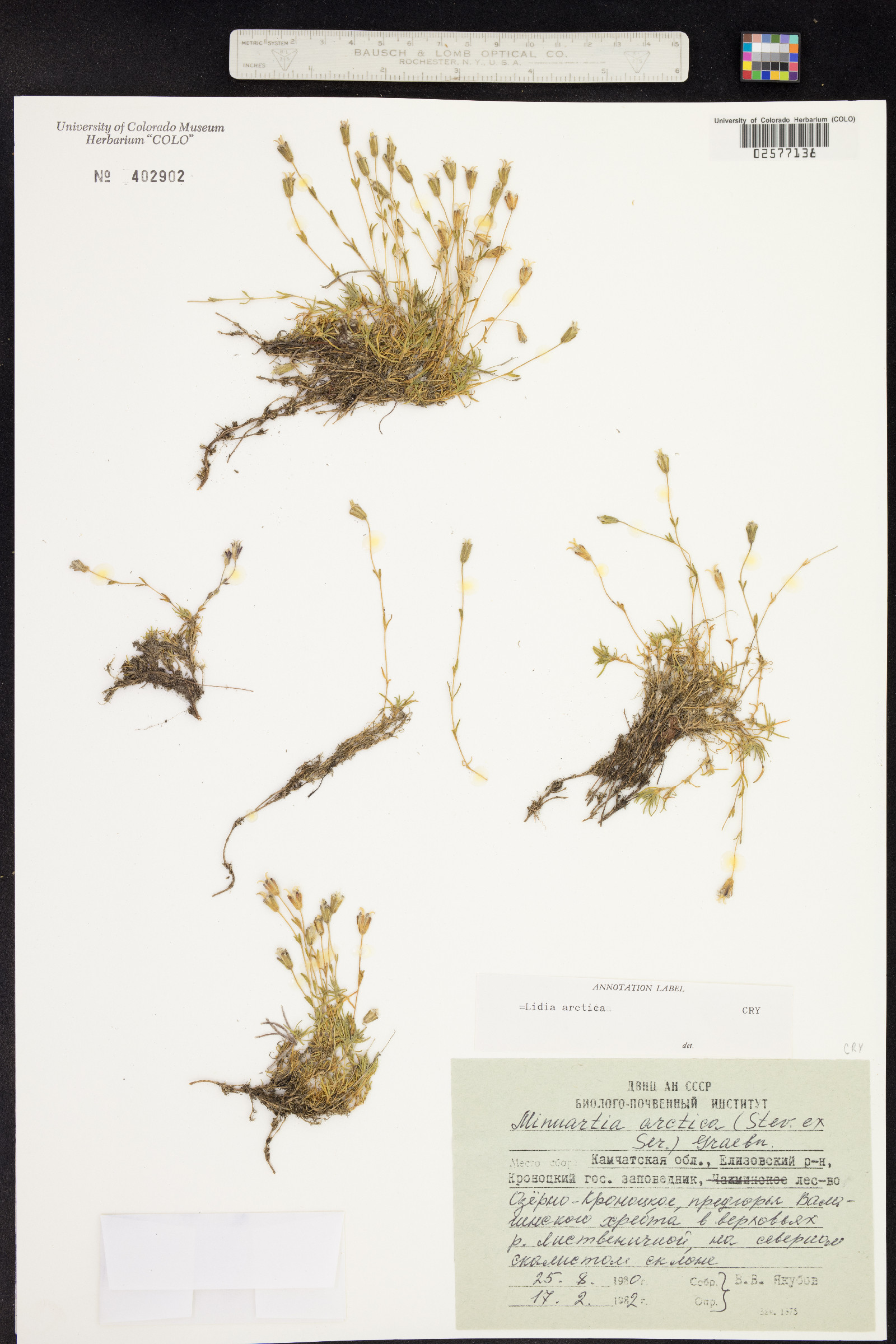 Minuartia arctica image