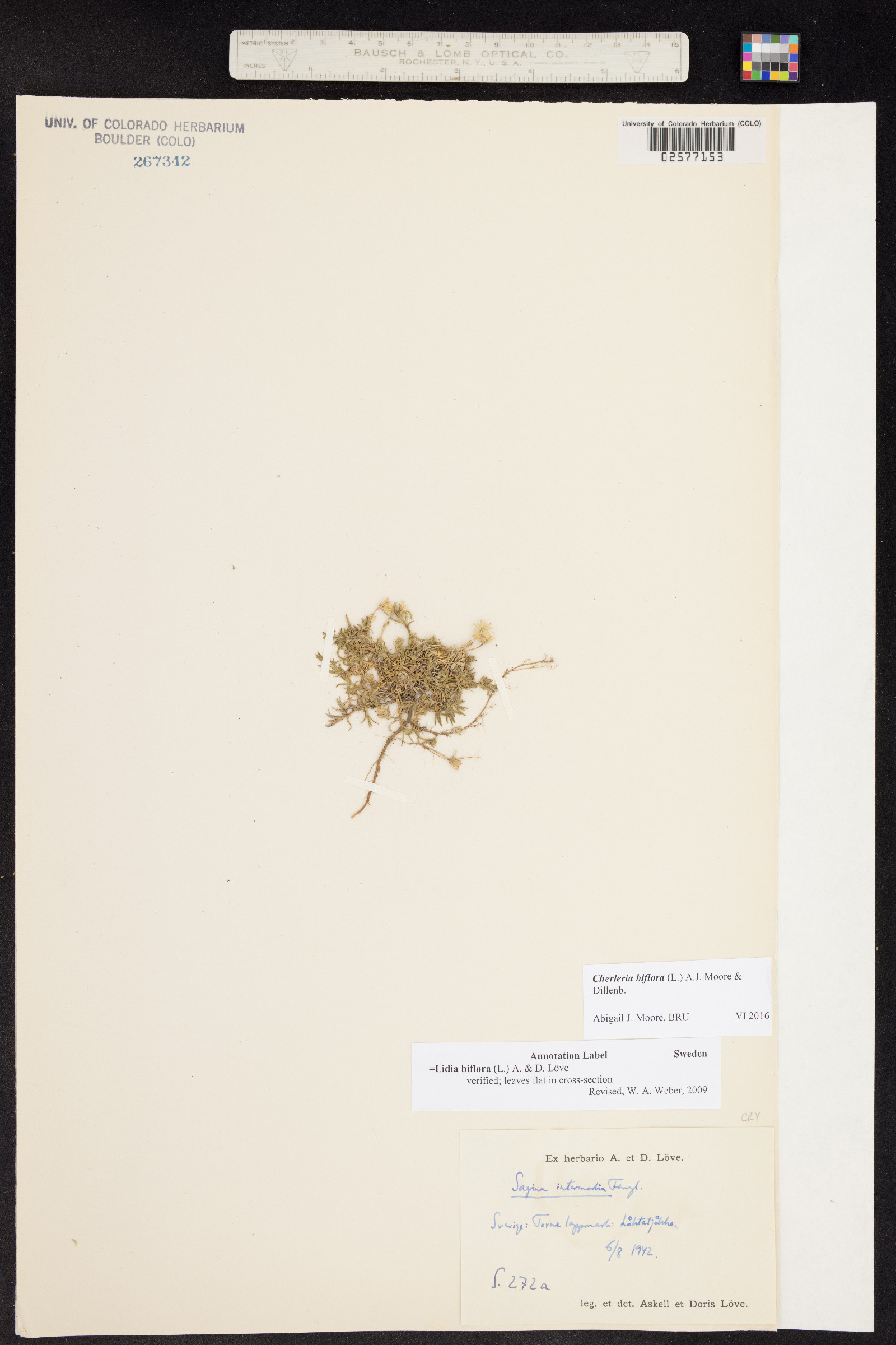 Minuartia biflora image