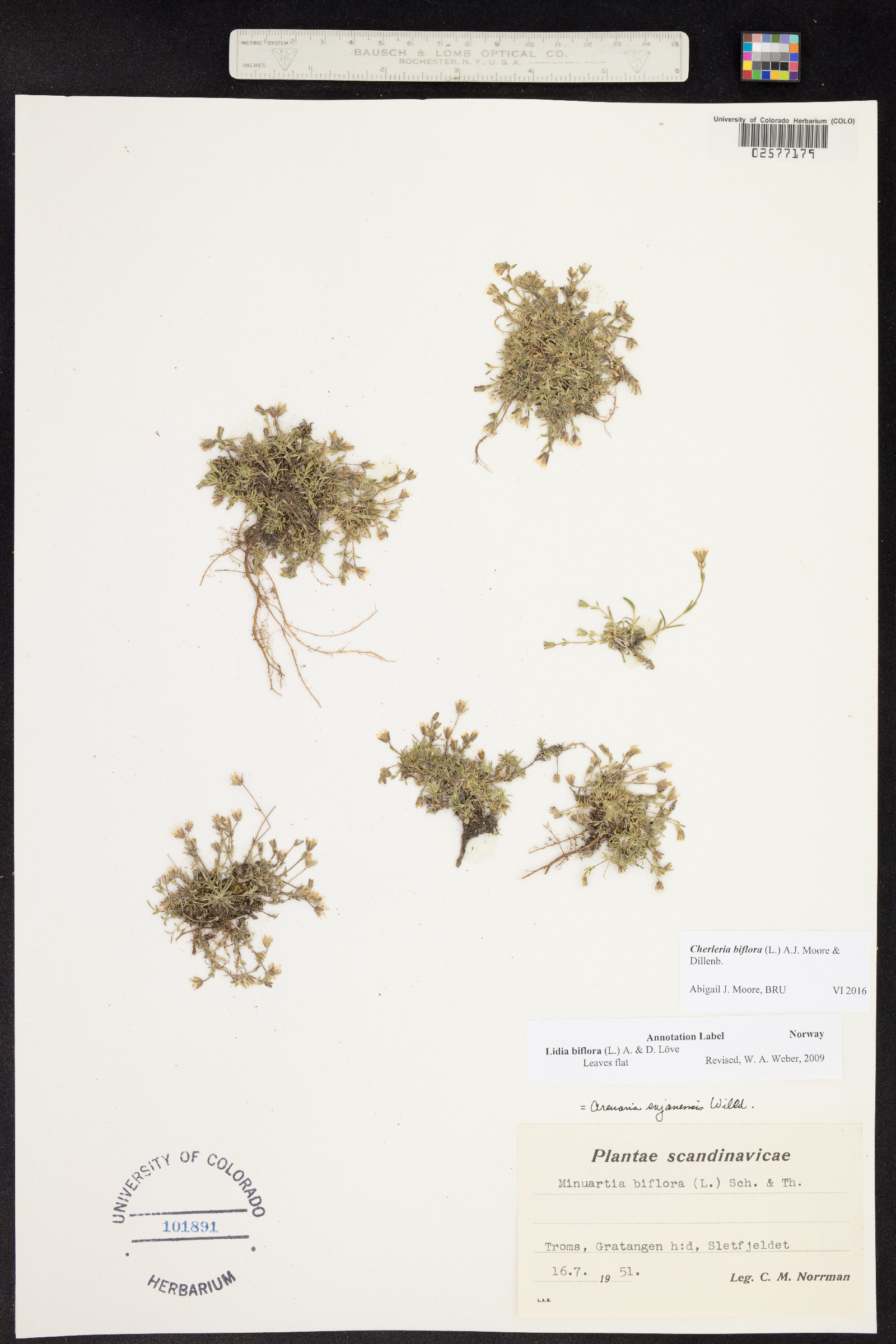 Minuartia biflora image