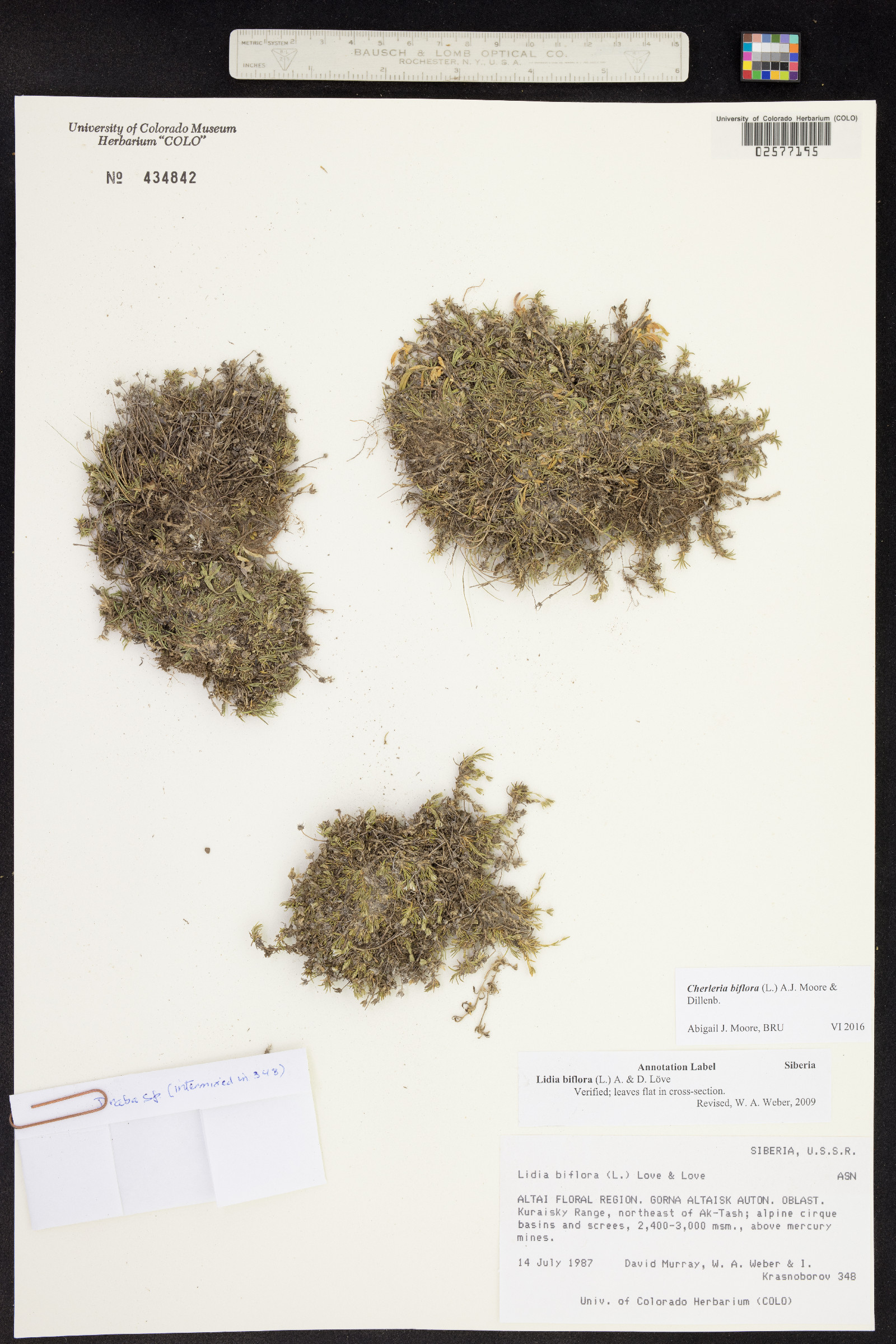 Minuartia image