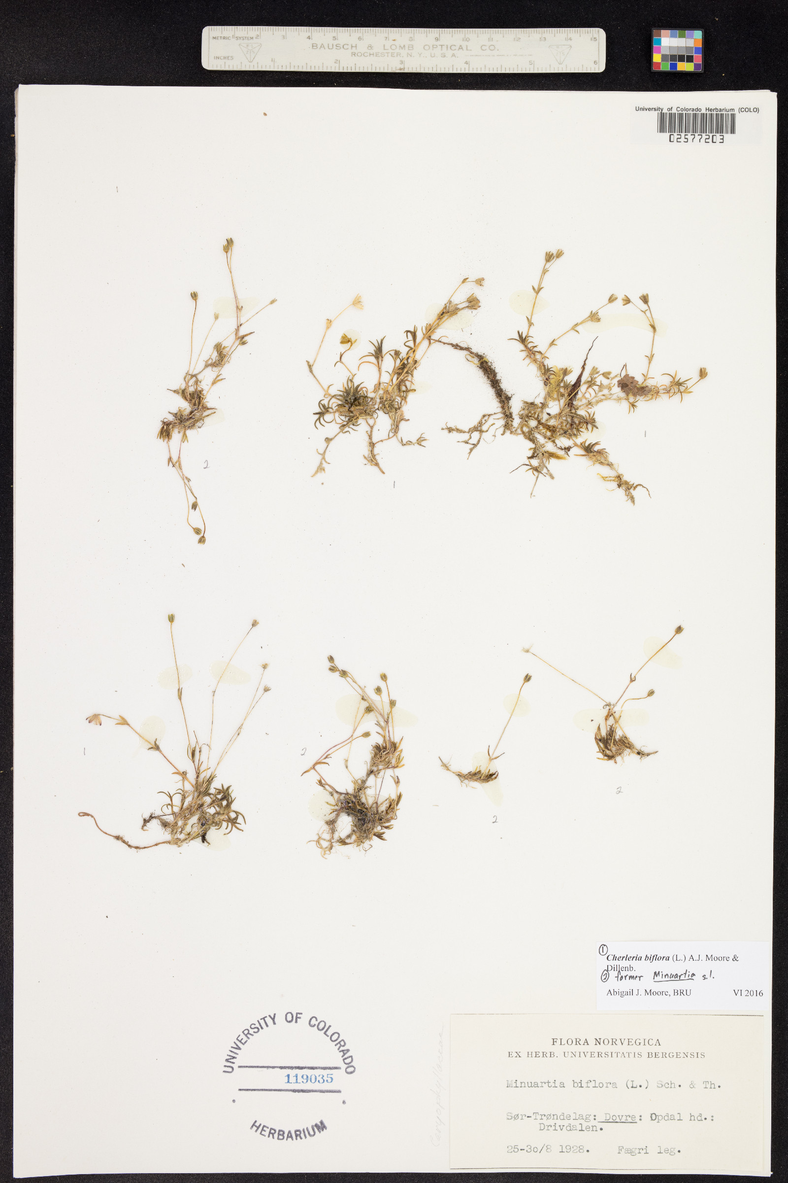 Minuartia biflora image