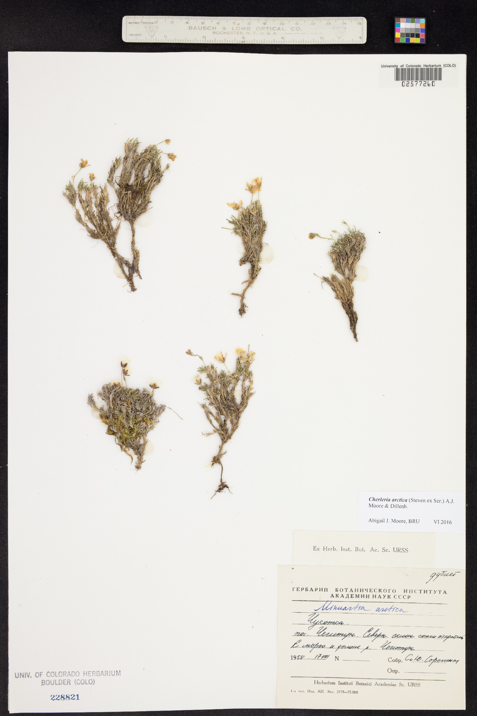 Minuartia arctica image