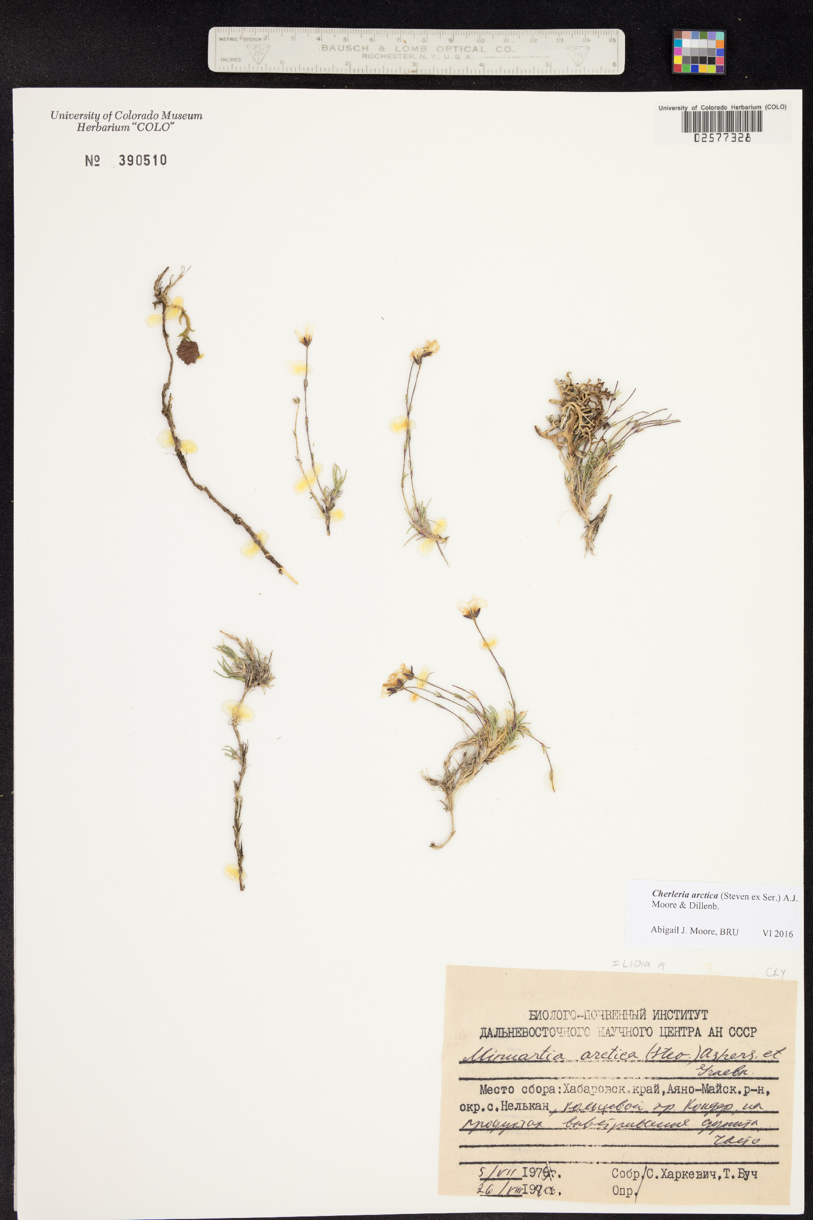 Minuartia arctica image