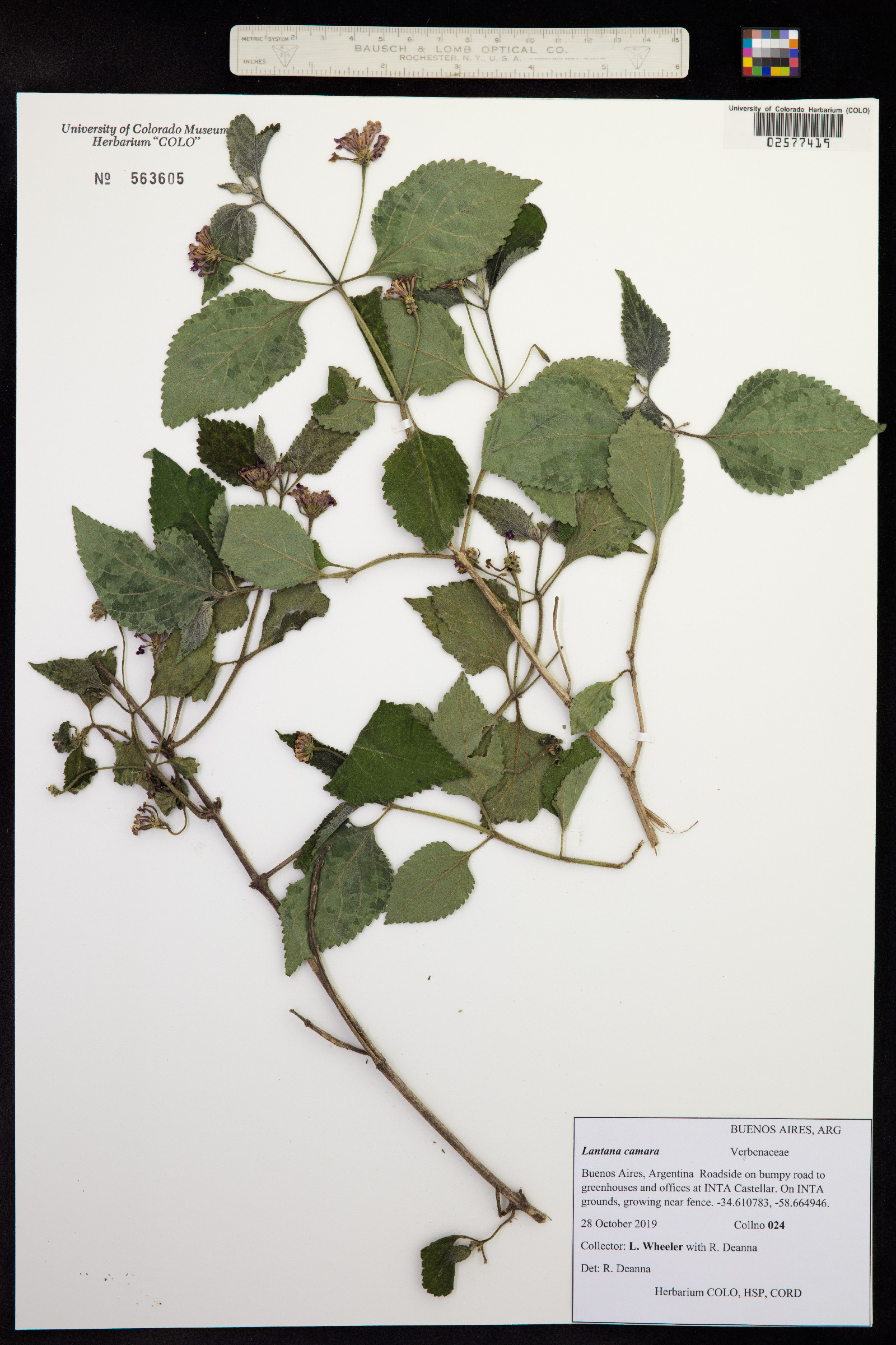 Lantana camara image