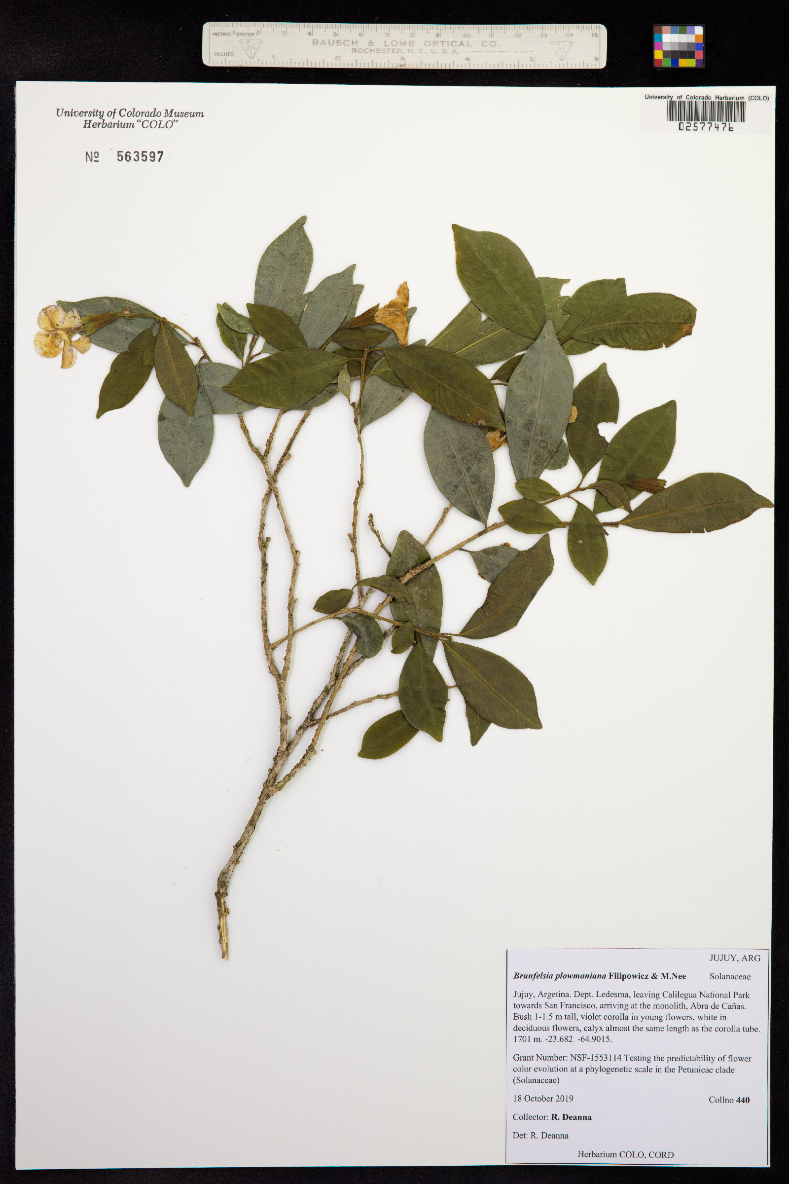 Brunfelsia plowmaniana image