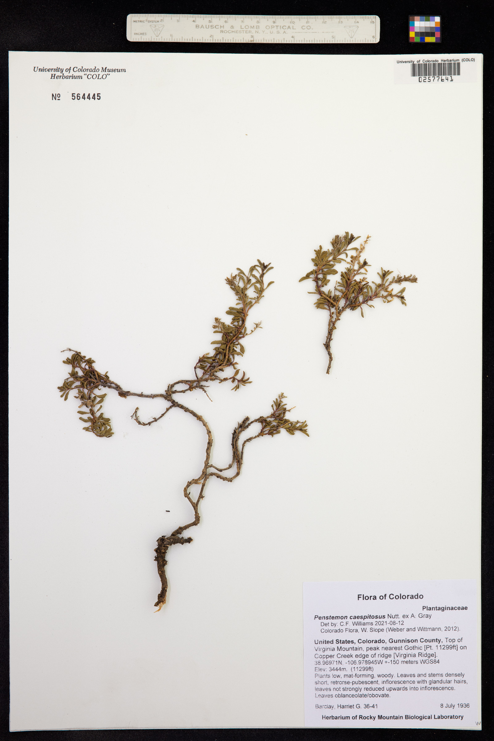 Penstemon caespitosus image