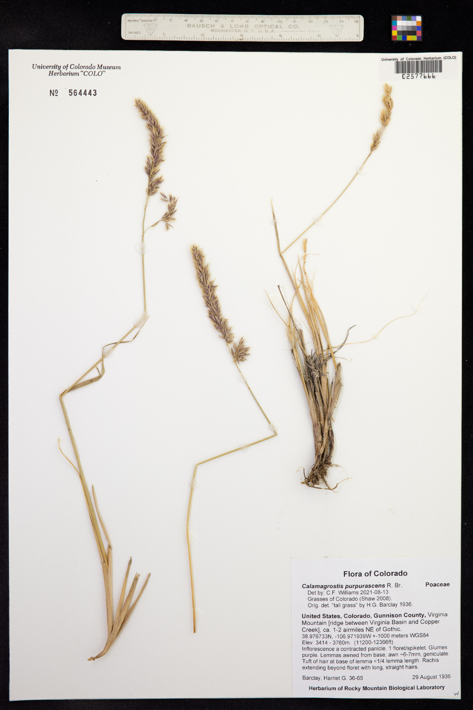 Calamagrostis purpurascens image