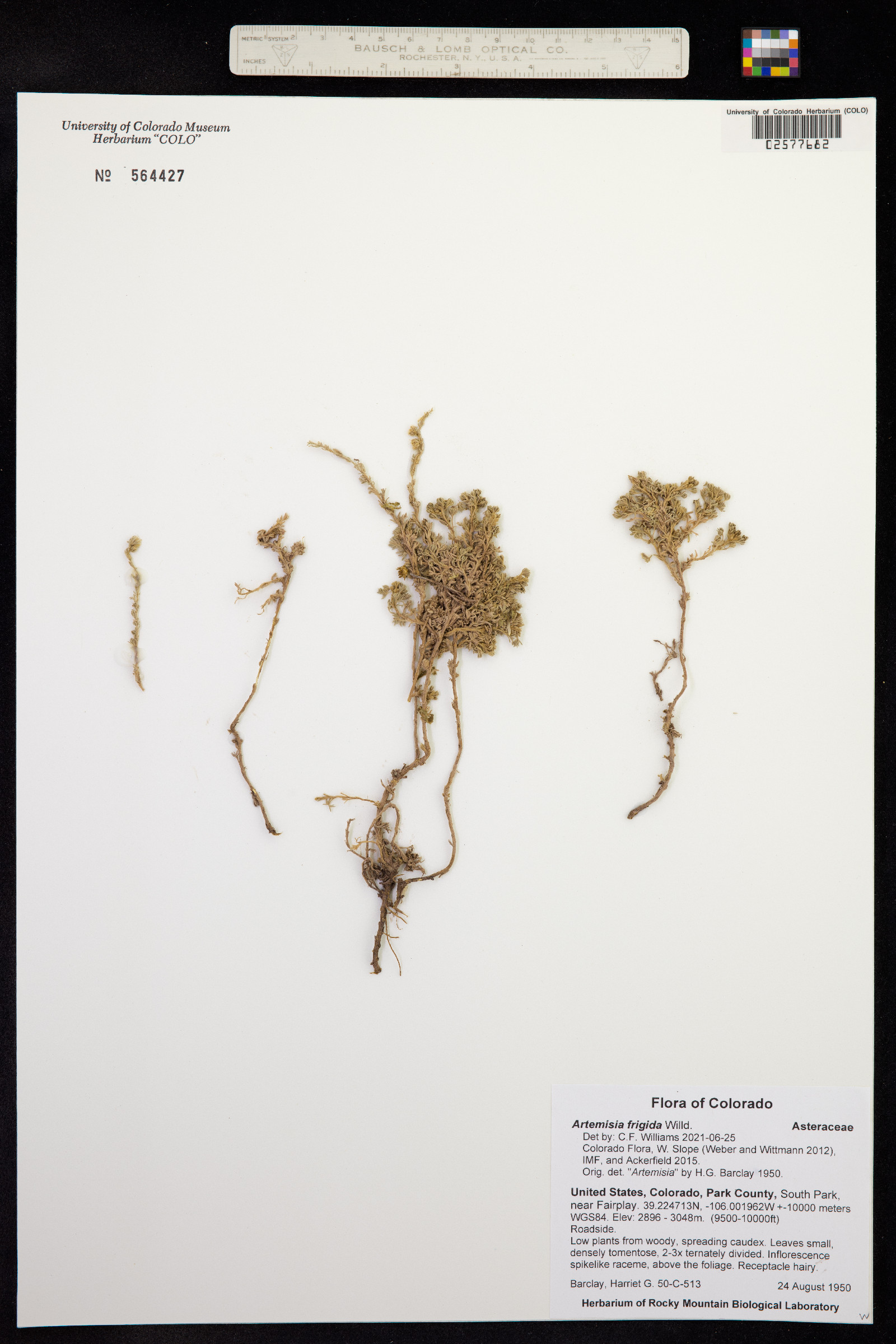 Artemisia frigida image