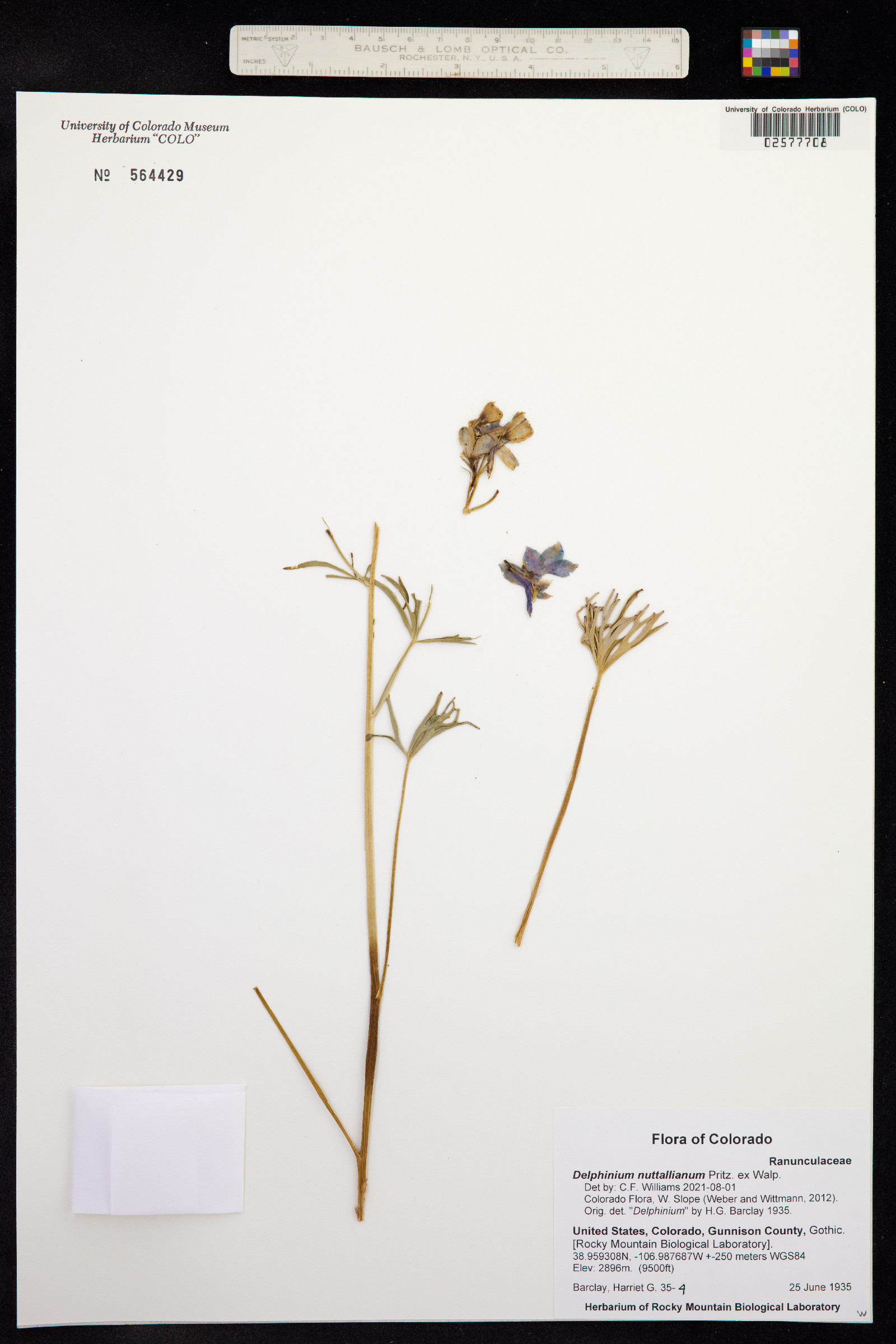 Delphinium nuttallianum image