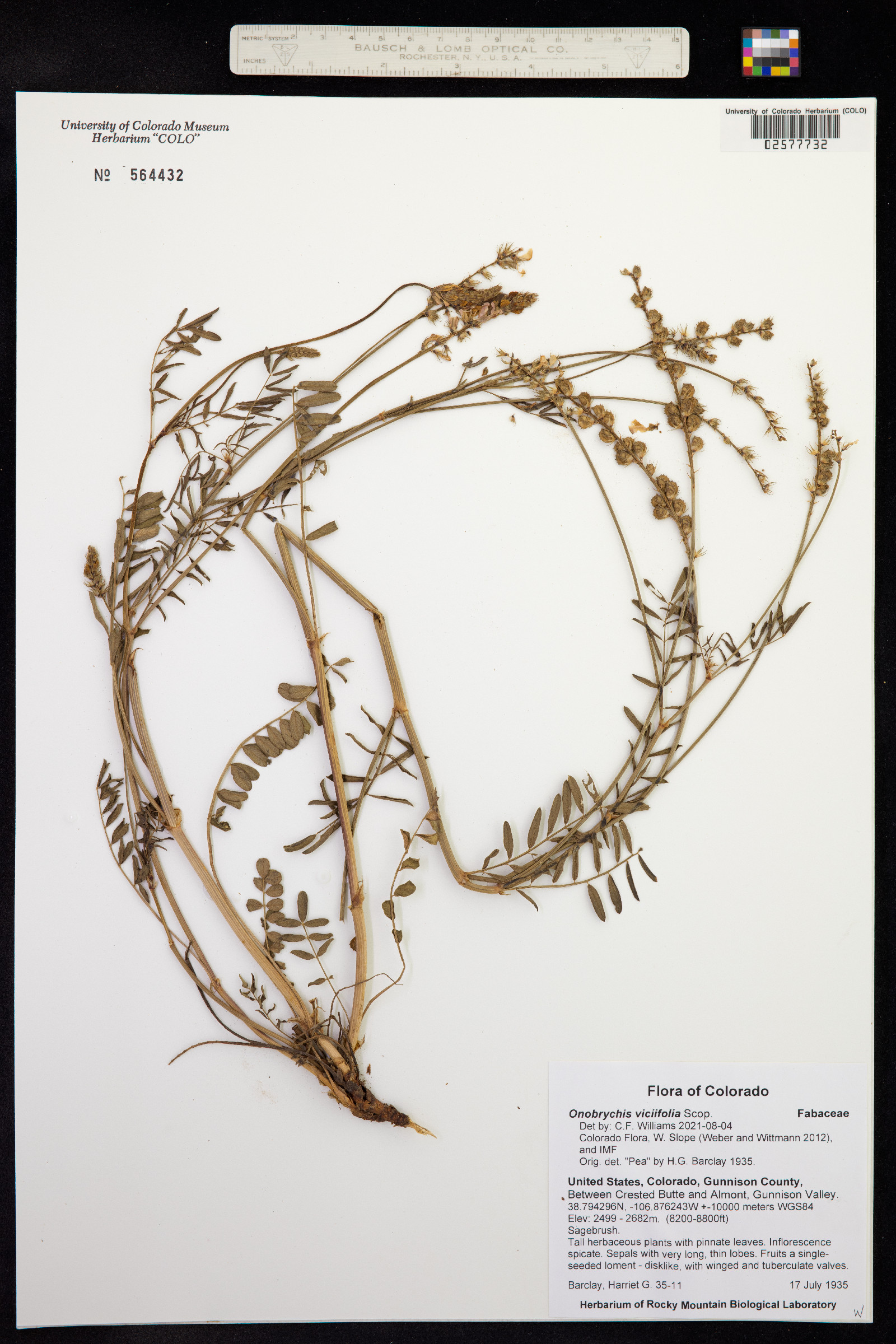 Onobrychis viciifolia image