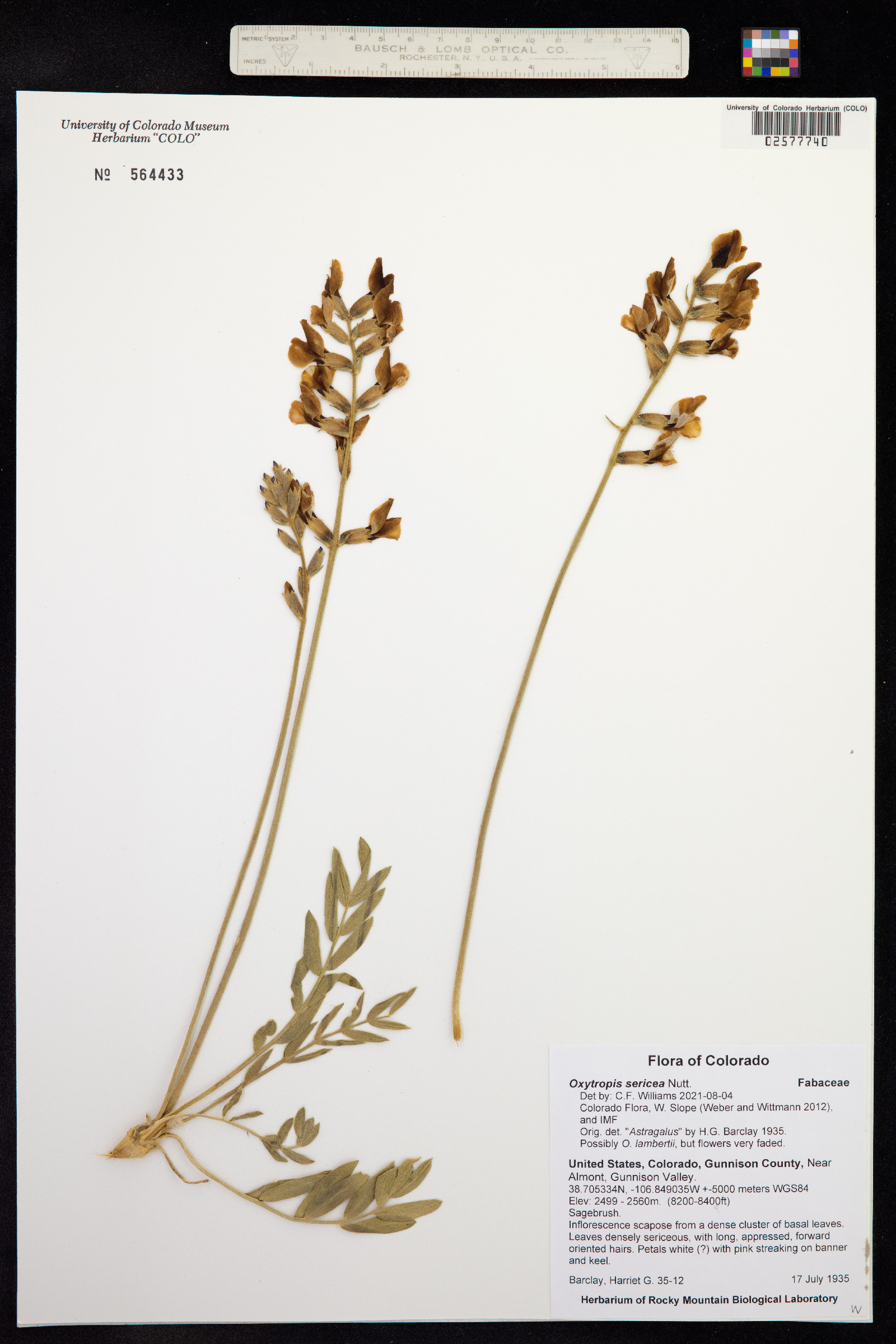 Oxytropis sericea image