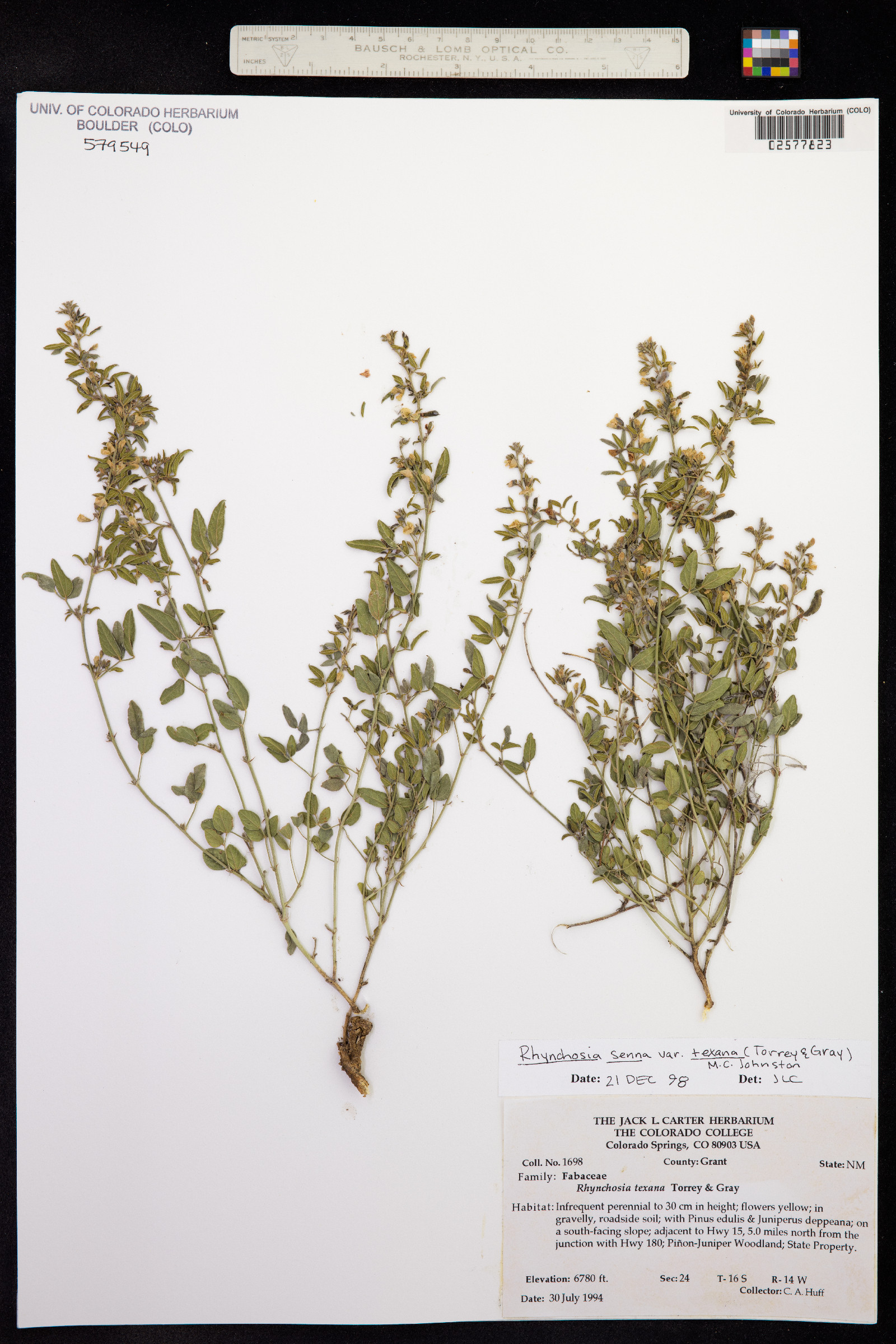 Rhynchosia senna image
