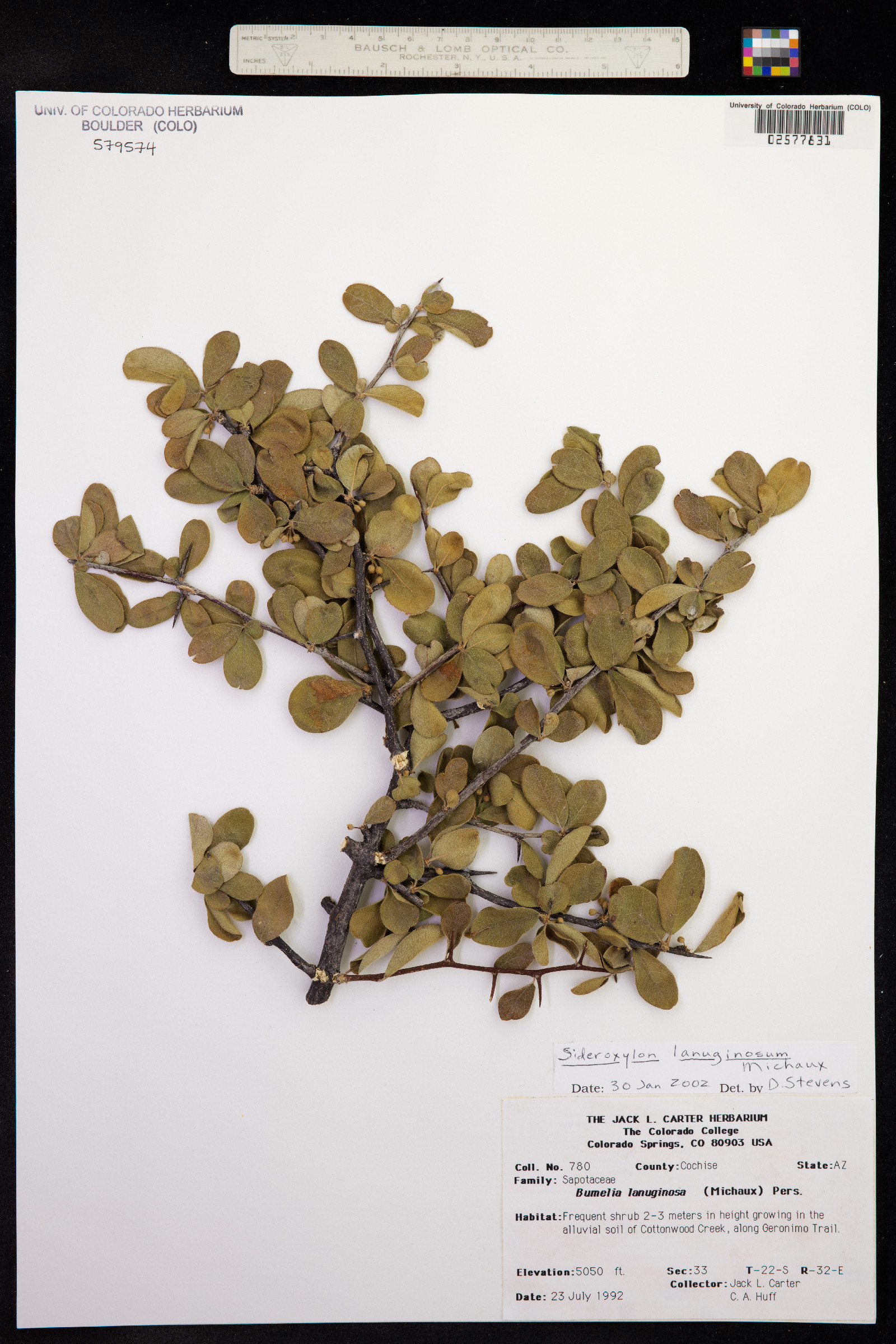 Sideroxylon lanuginosum image