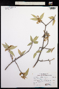 Quercus emoryi image