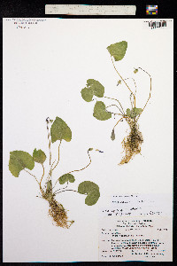 Viola nephrophylla image