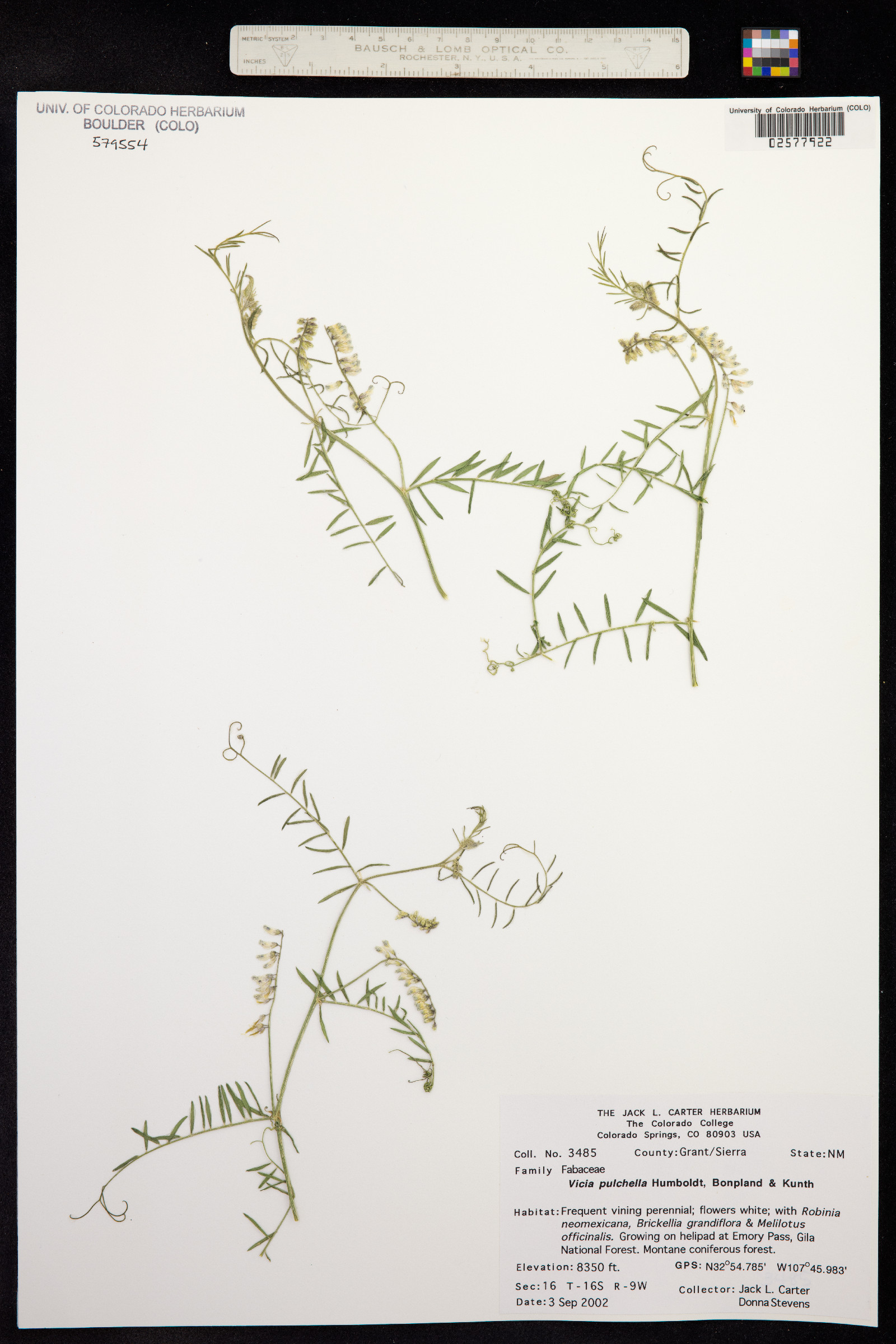 Vicia pulchella image