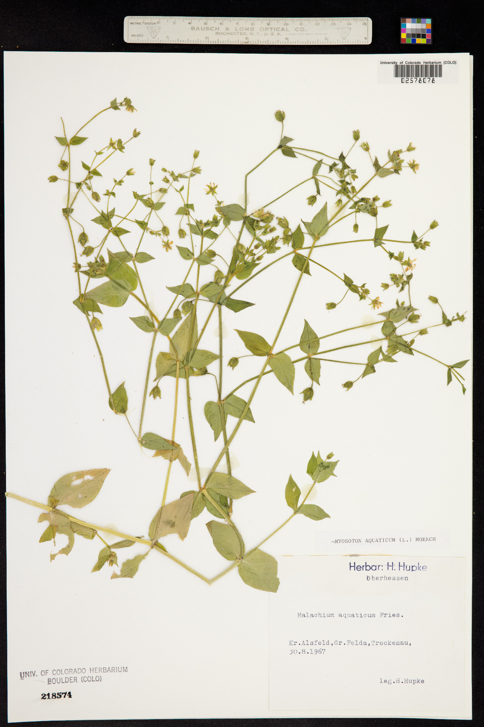 Myosoton aquaticum image