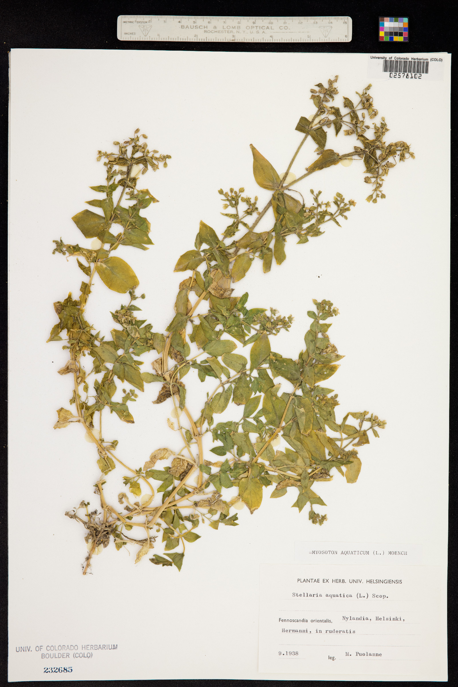 Myosoton aquaticum image