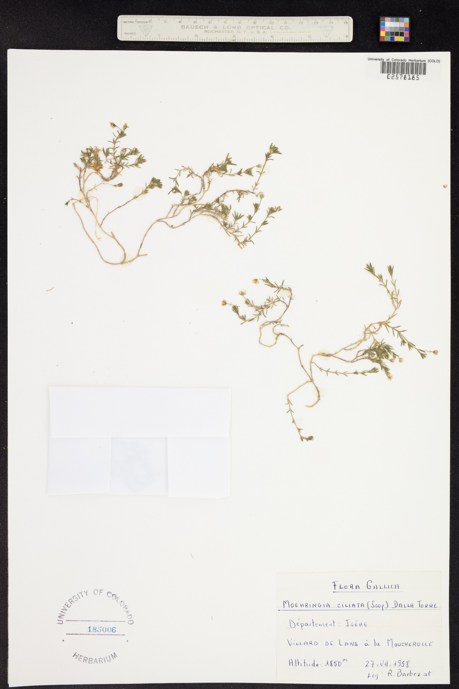 Moehringia ciliata image