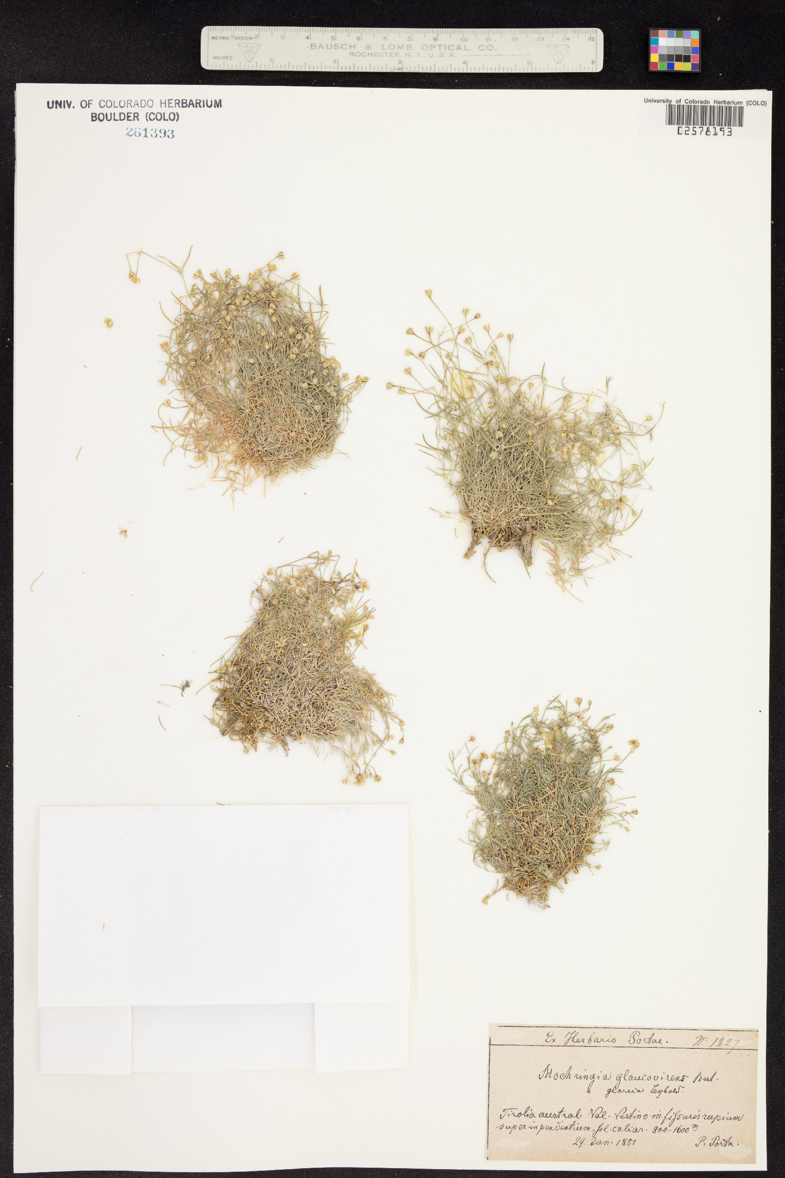 Moehringia glaucovirens image