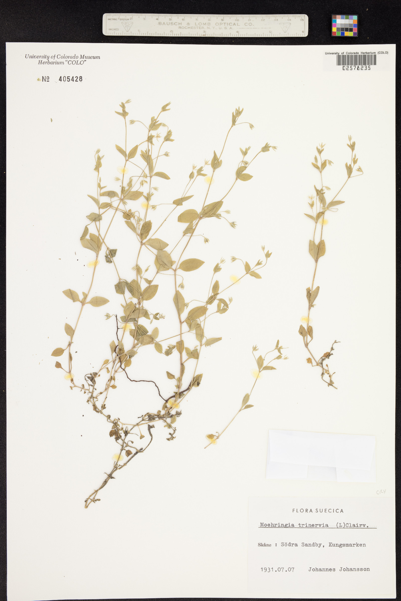 Moehringia image