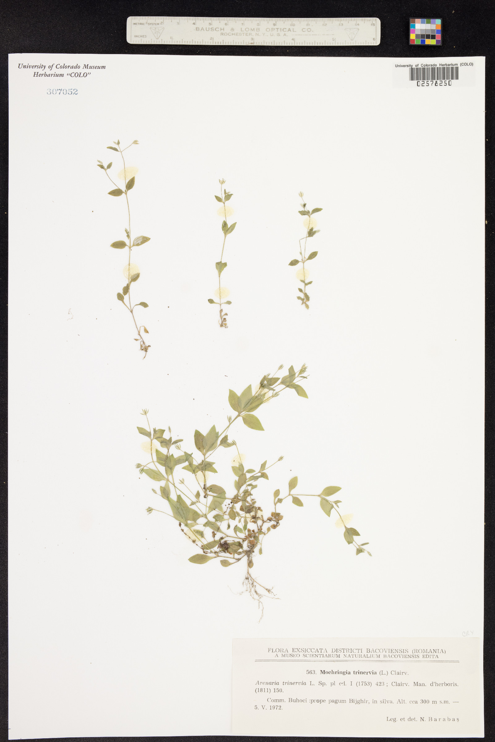 Moehringia trinervia image