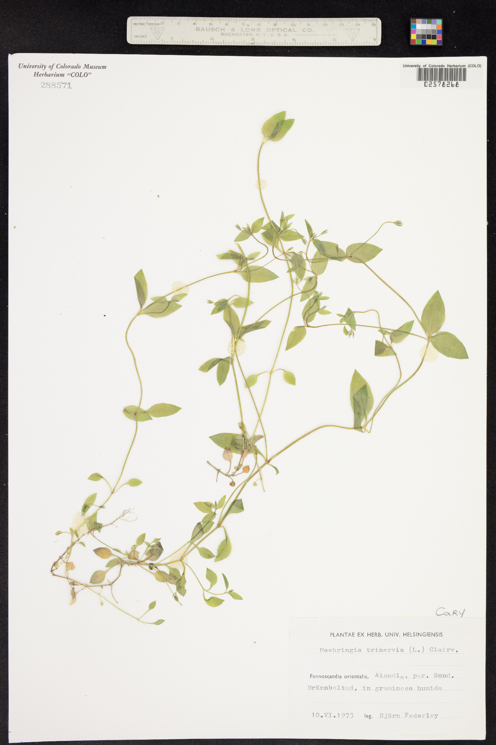 Moehringia trinervia image