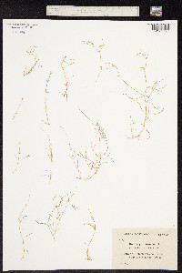 Moehringia muscosa image