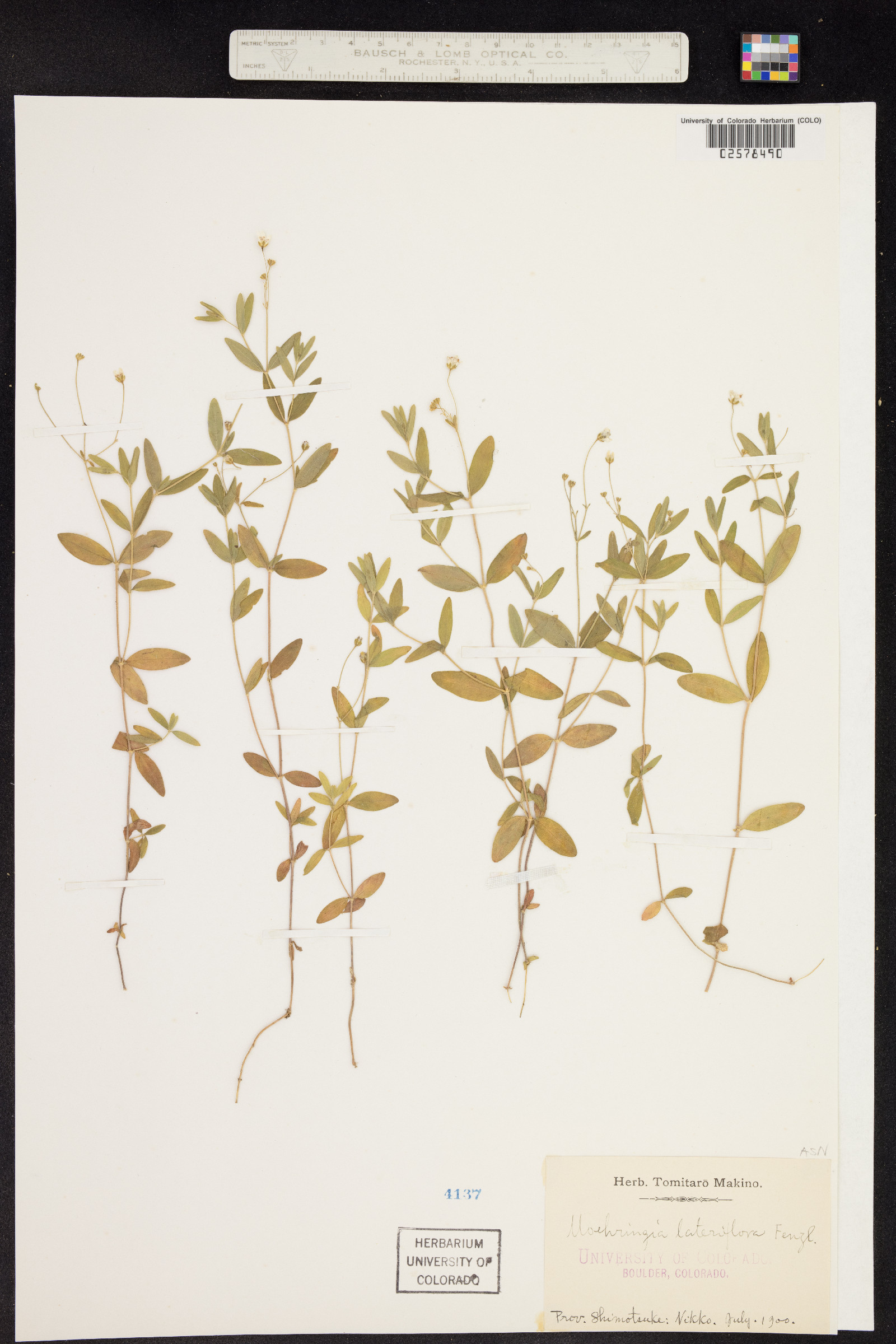 Moehringia lateriflora image