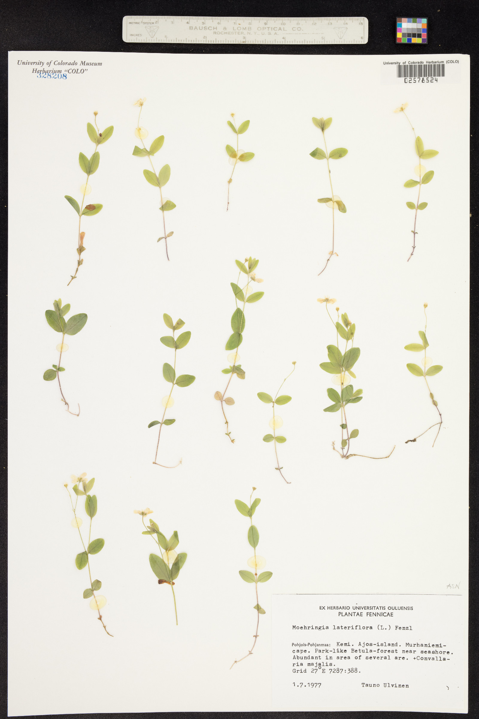 Moehringia lateriflora image