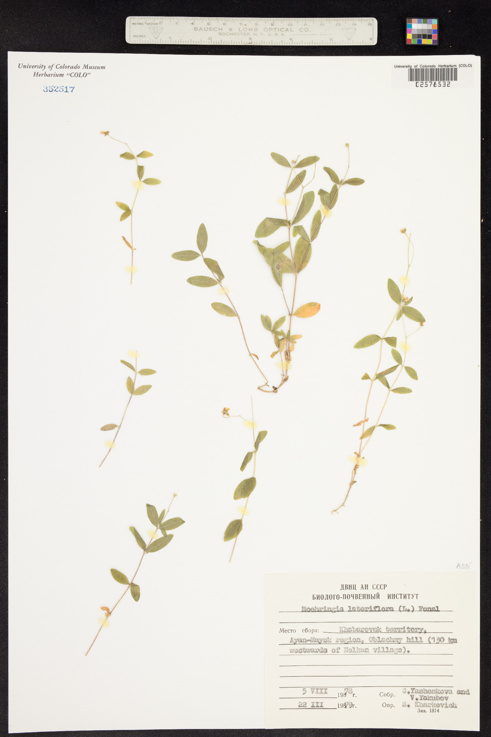 Moehringia lateriflora image