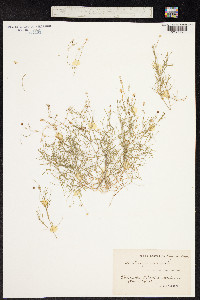 Moehringia muscosa image