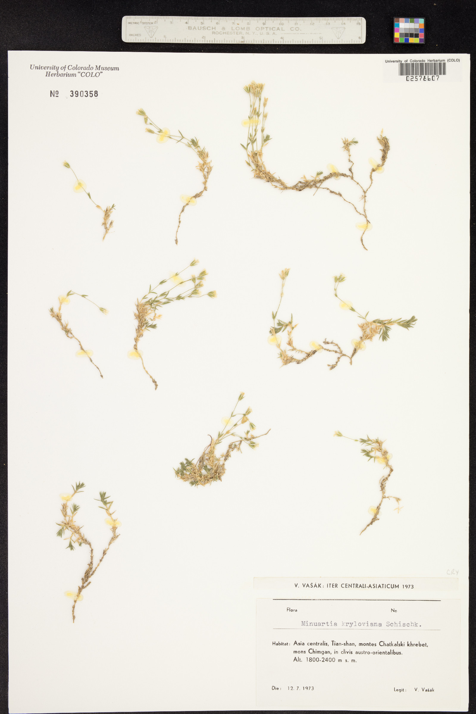 Minuartia kryloviana image