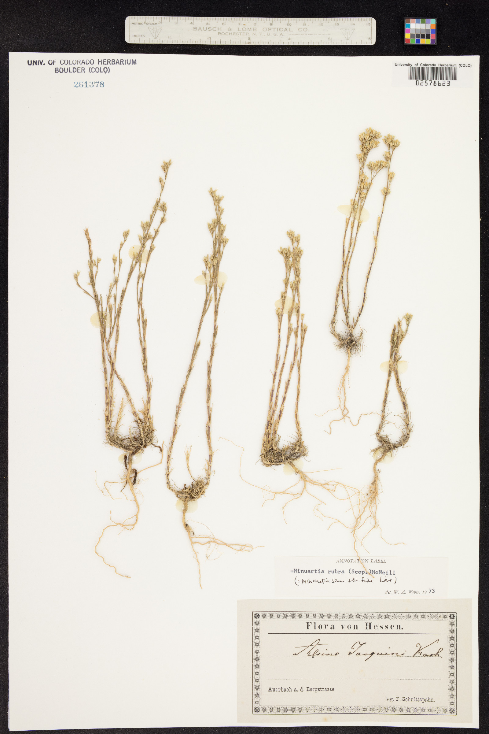Minuartia rubra image