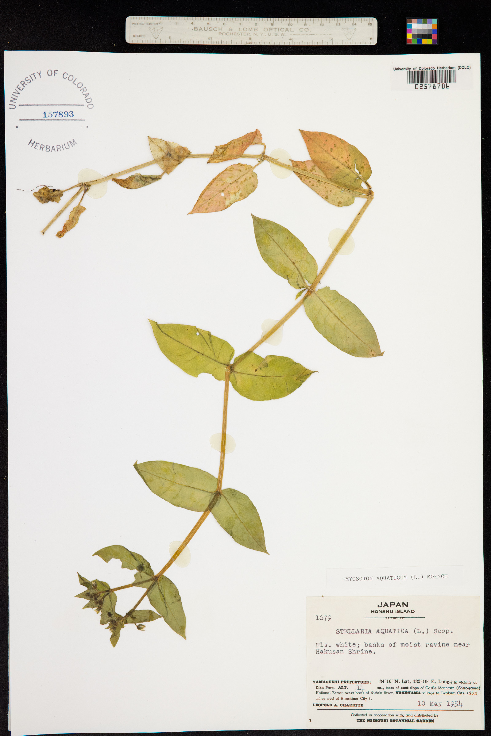 Myosoton aquaticum image