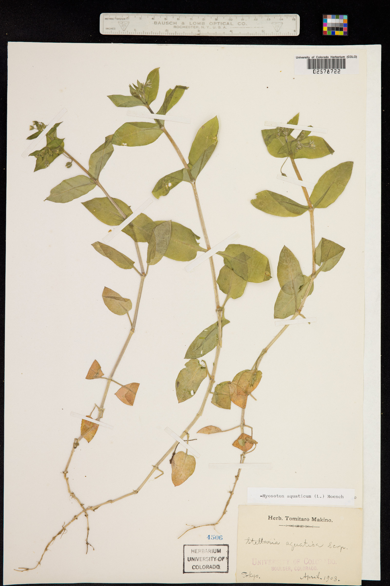 Myosoton aquaticum image