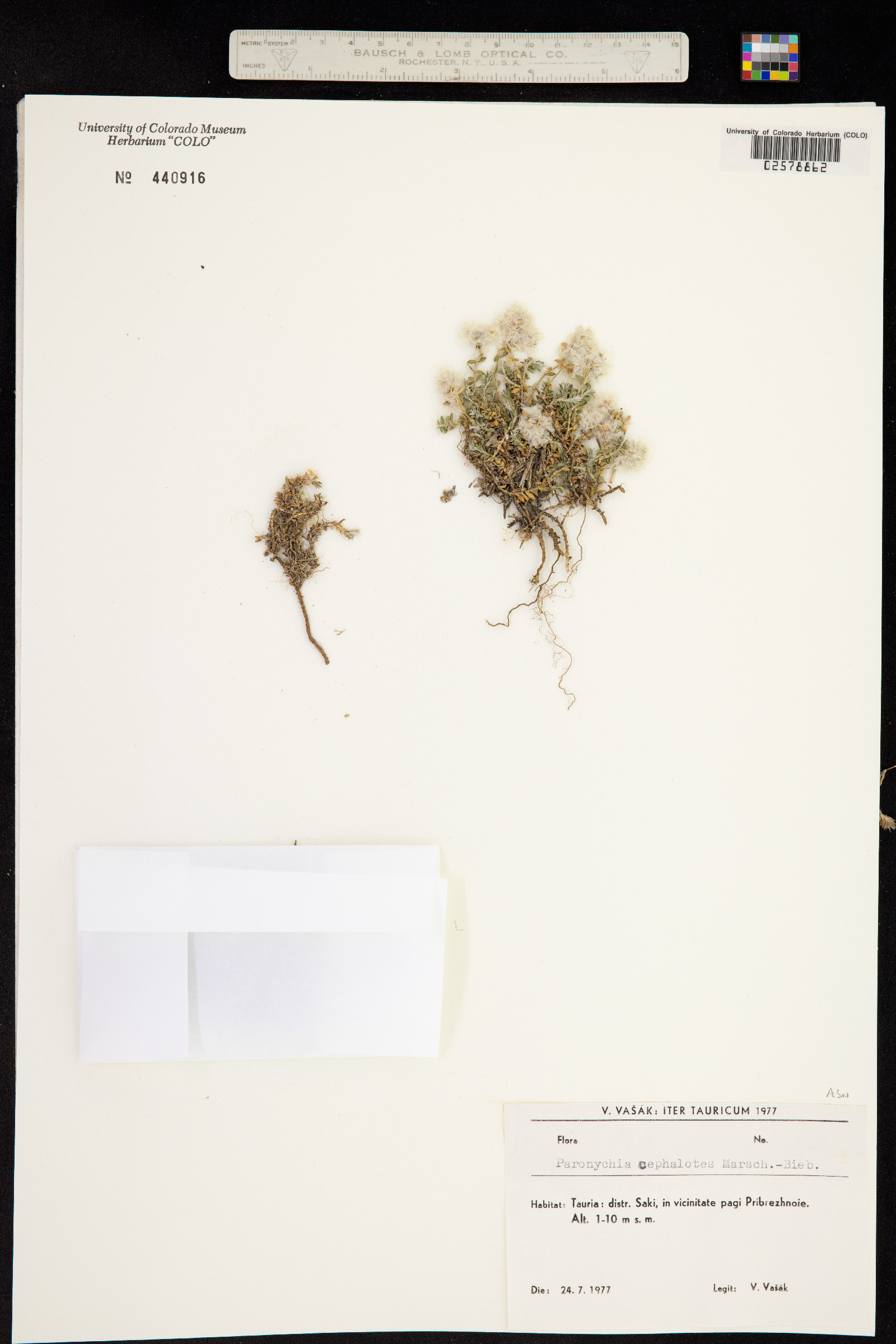Paronychia cephalotes image
