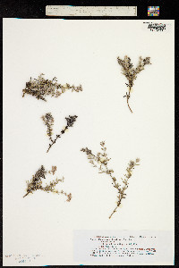Image of Polycarpaea divaricata