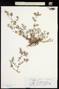 Image of Polycarpaea latifolia