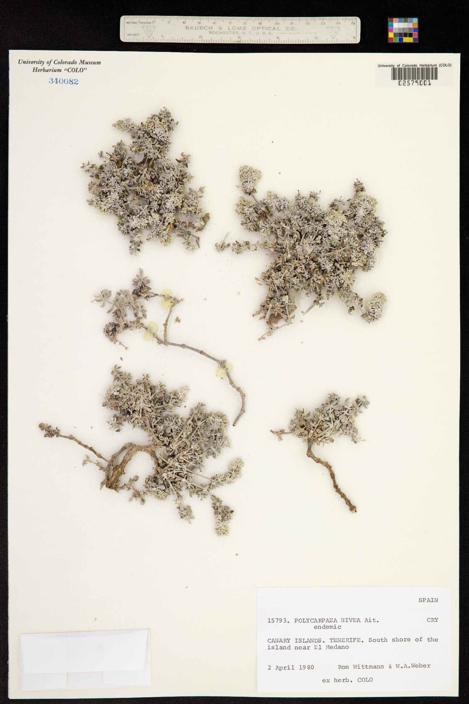 Polycarpaea nivea image
