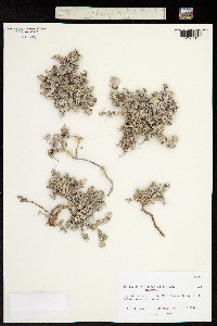 Image of Polycarpaea nivea