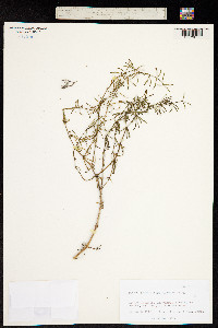 Polycarpaea smithii image